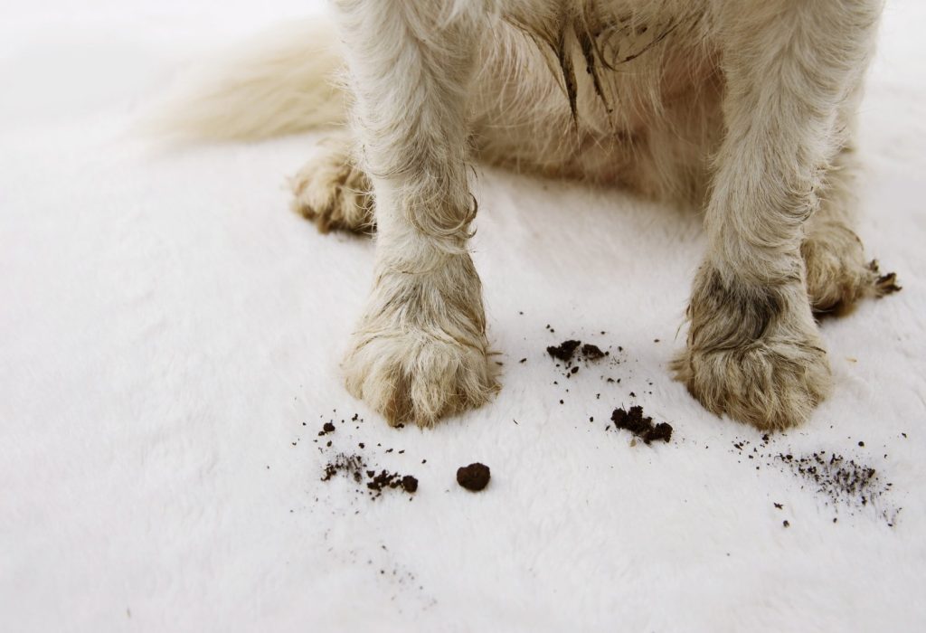 Animal Hoarding: When Pets Become Involved cover