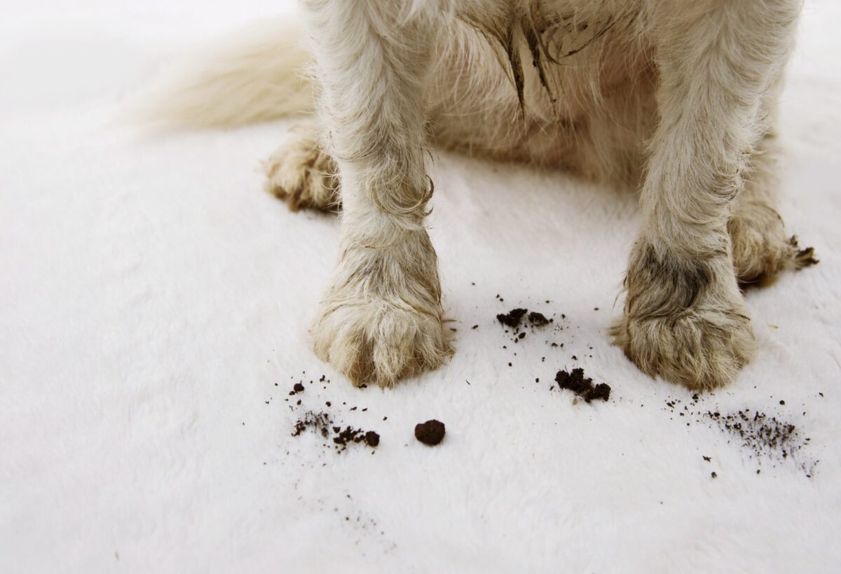 Animal Hoarding: When Pets Become Involved cover